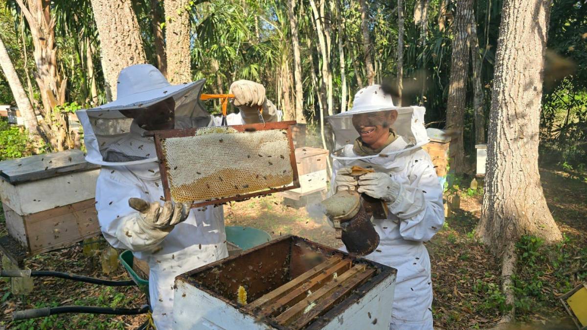 Impulsan el establecimiento de más de 45 colmenas en Biósfera Maya de Guatemala