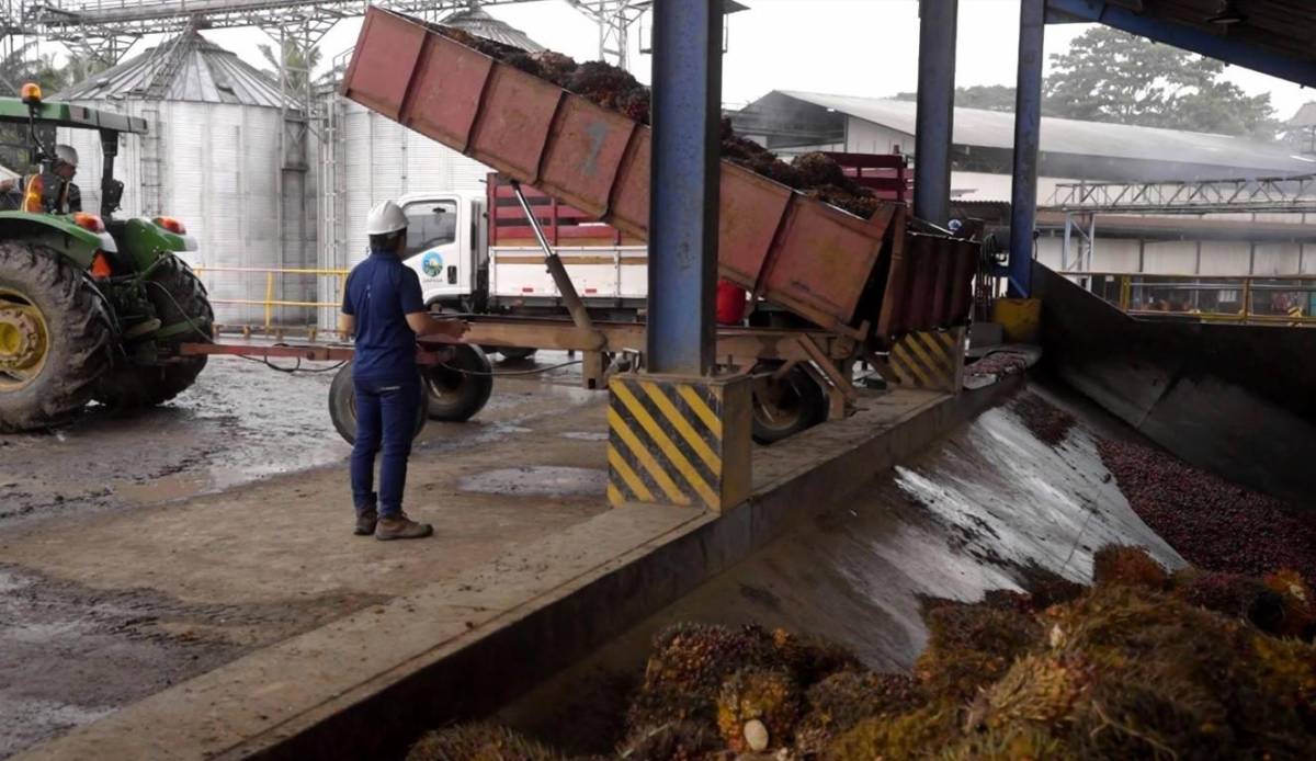 Costa Rica produce anualmente 1.1 millones de toneladas de fruta de palma de aceite