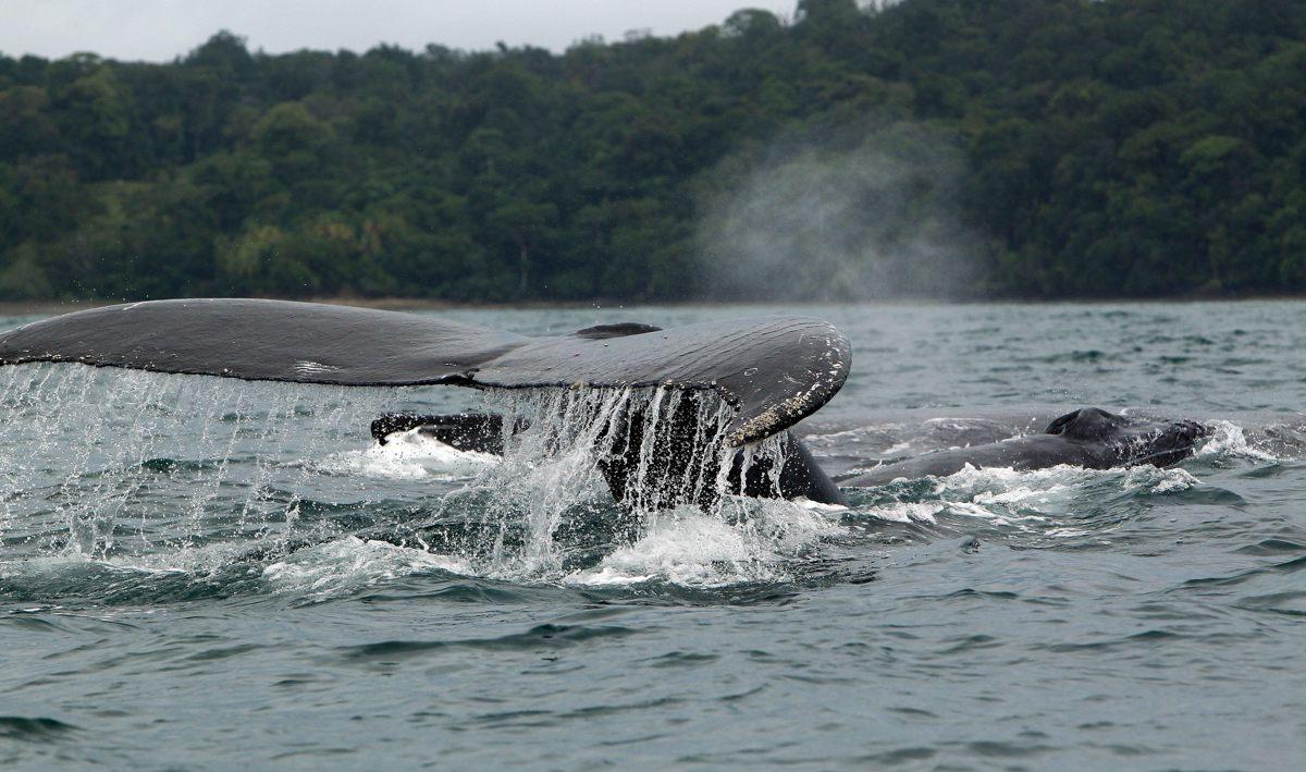 Arranca temporada de avistamiento de la ballena jorobada en costas panameñas