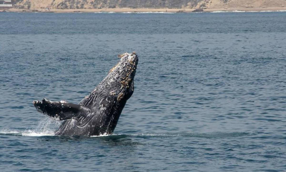 ¿Es posible que una ballena jorobada se trague a una persona?