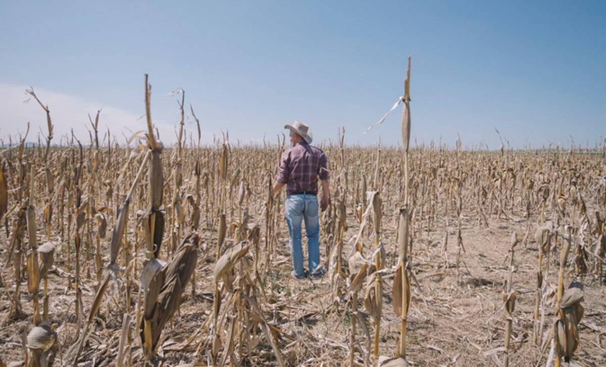 Urgen en la COP29 una respuesta para agricultores del Corredor Seco de Centroamérica