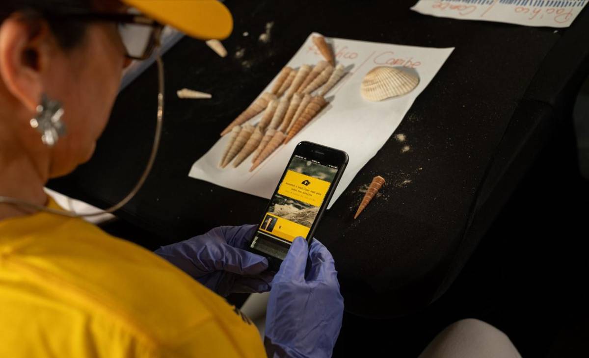 Costa Rica desarrolla aplicación basada en IA para devolver conchas a su lugar de origen