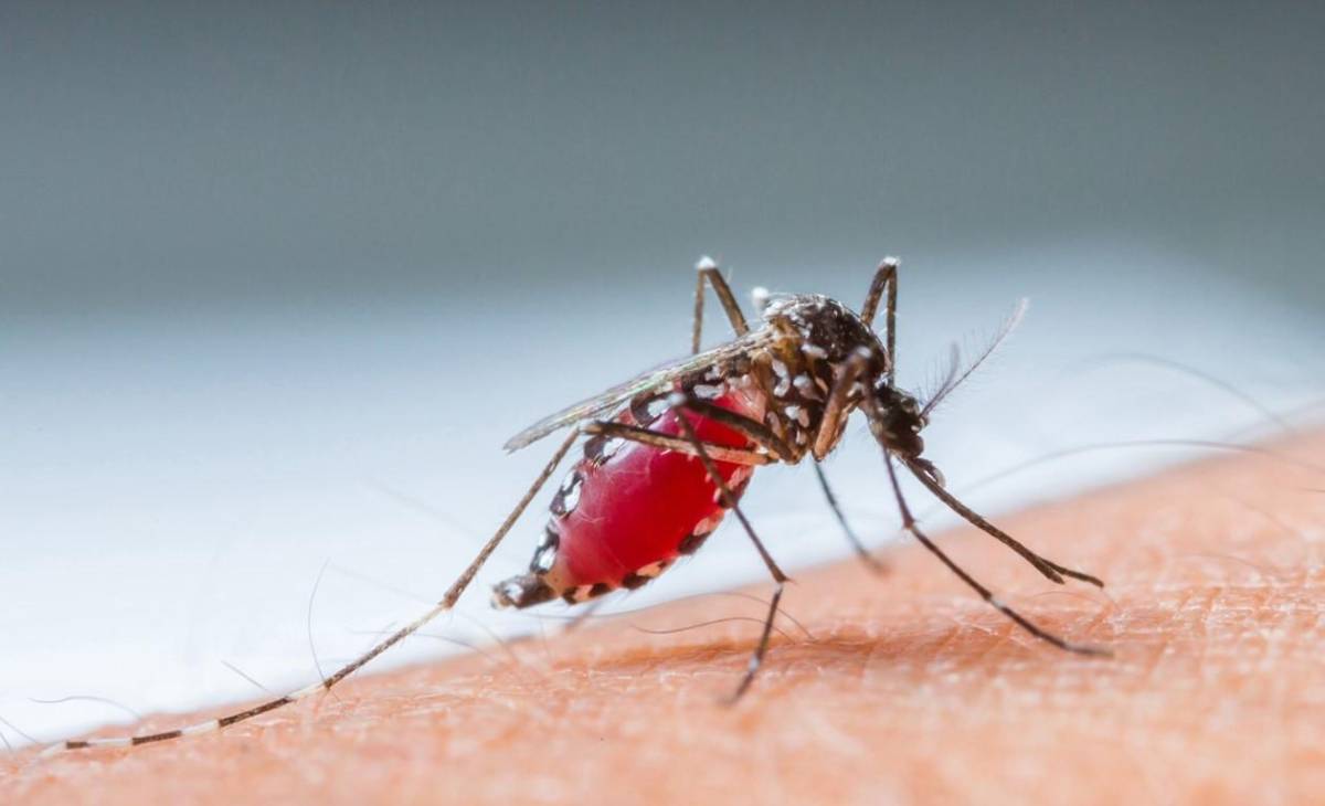 Fuerte brote de dengue en Latinoamérica preocupa a la OMS