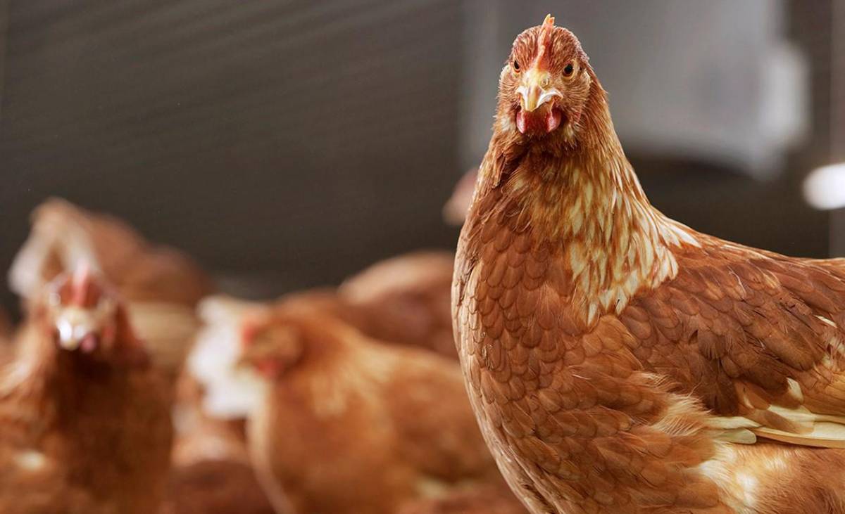 Casi 30 % de la producción mundial de carne de pollo procede de América Latina