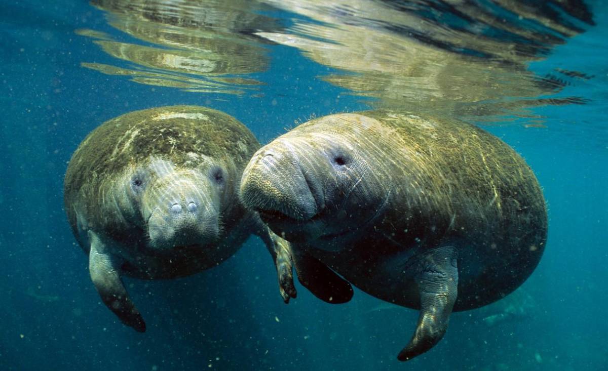 Un corredor Panamá-Costa Rica protegería manatíes en extinción, señala investigación