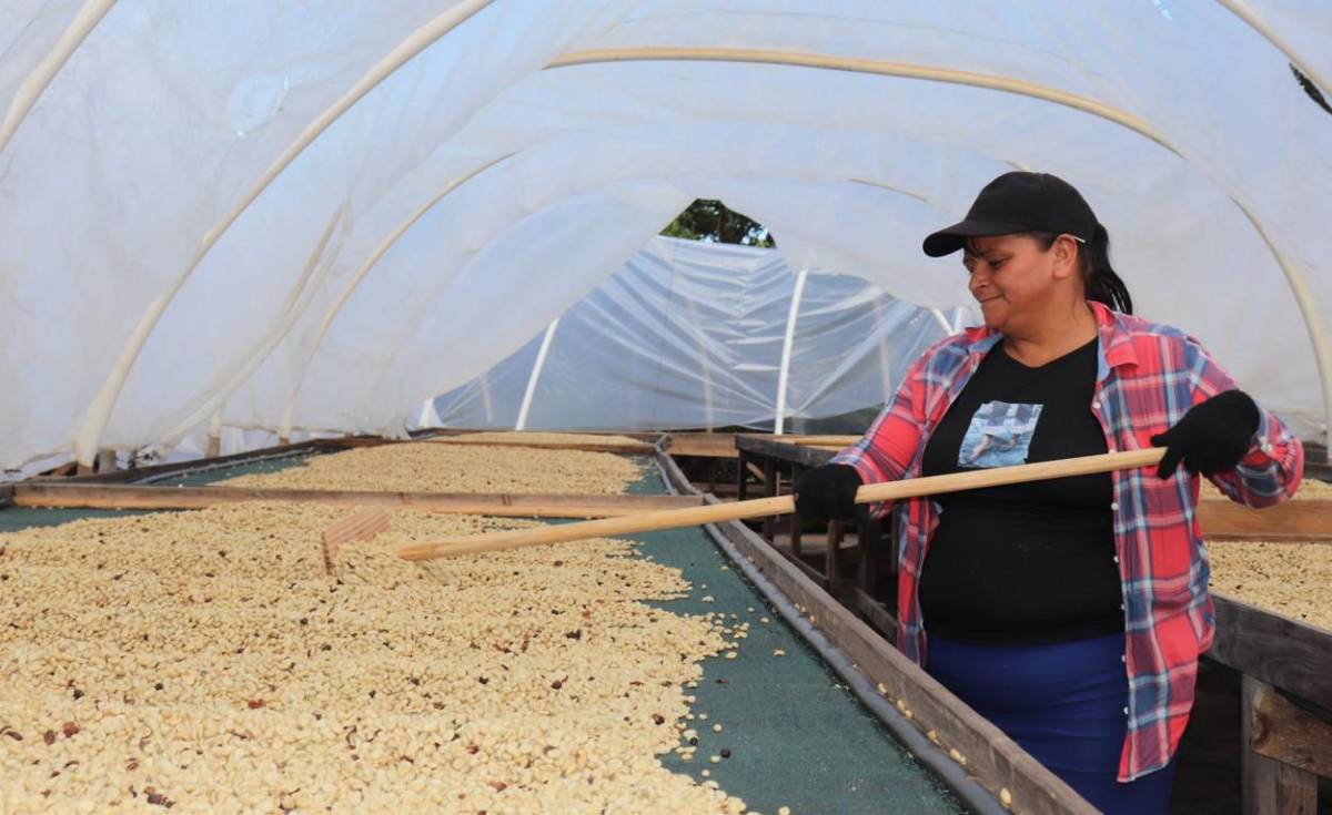 Aumenta el número de empresas de Honduras que podrán exportar café a China