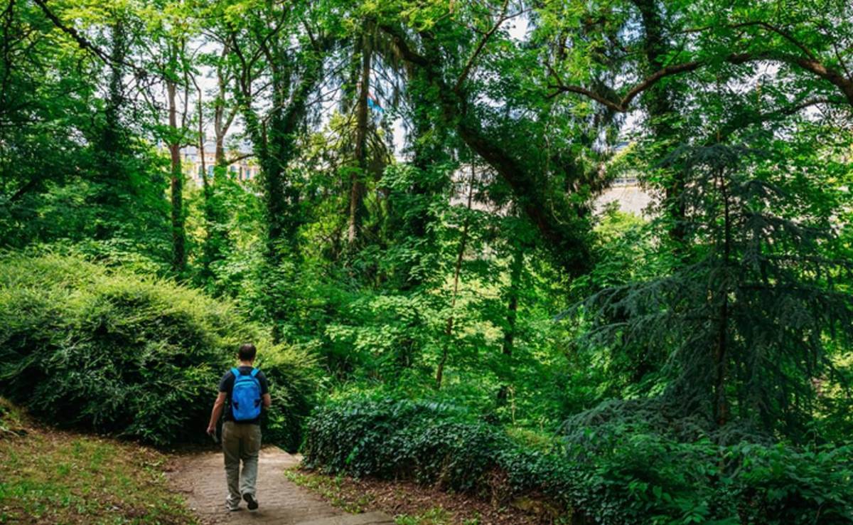 ¿Qué beneficio trae estar 20 minutos en el bosque, según un estudio?