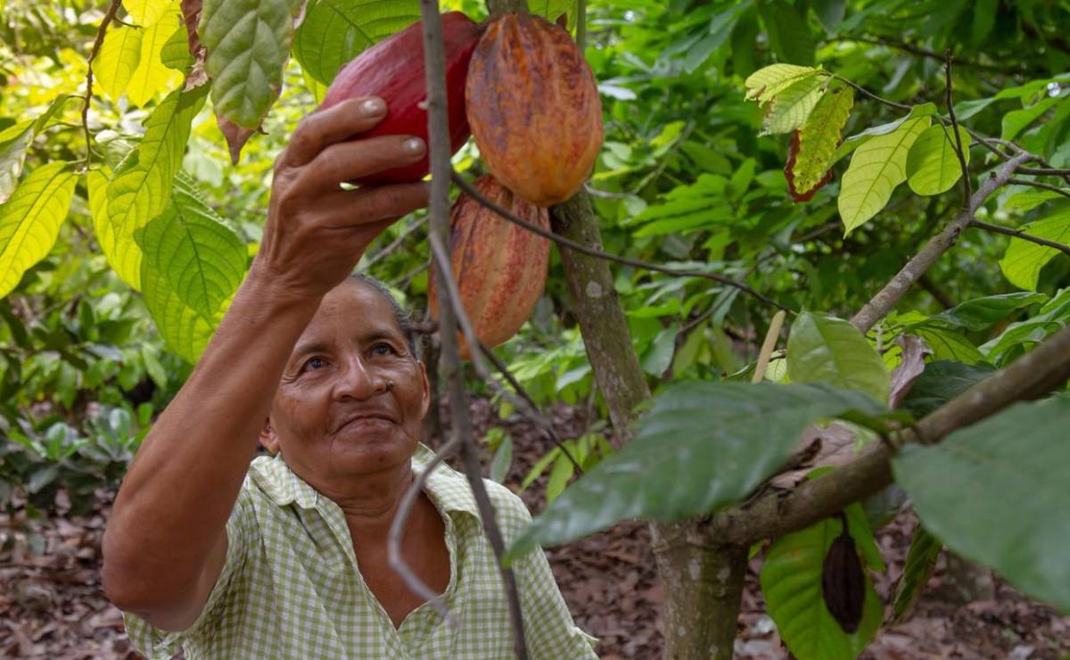 ¿A quién benefician los precios récord del cacao?