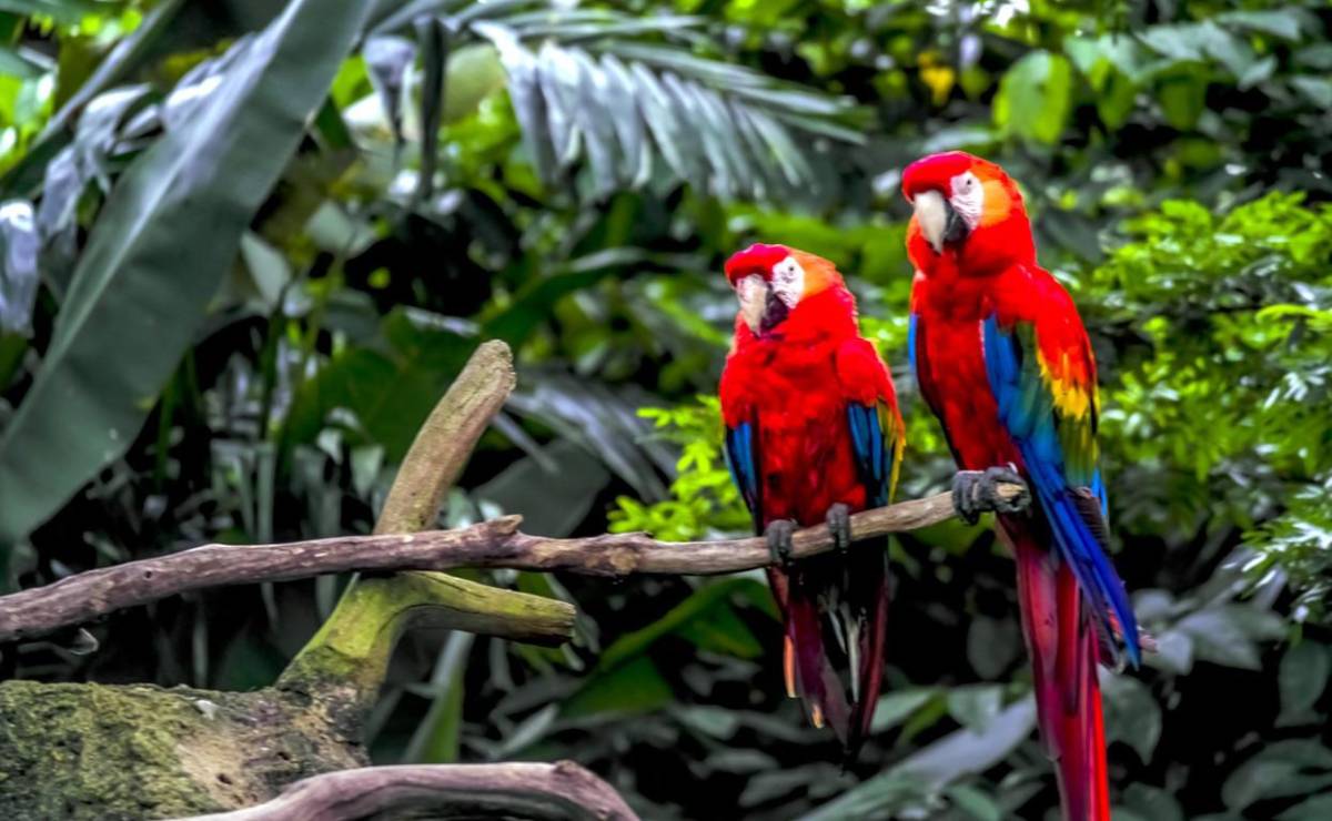 Continúan esfuerzos para conservación de la Guacamaya Roja en Guatemala