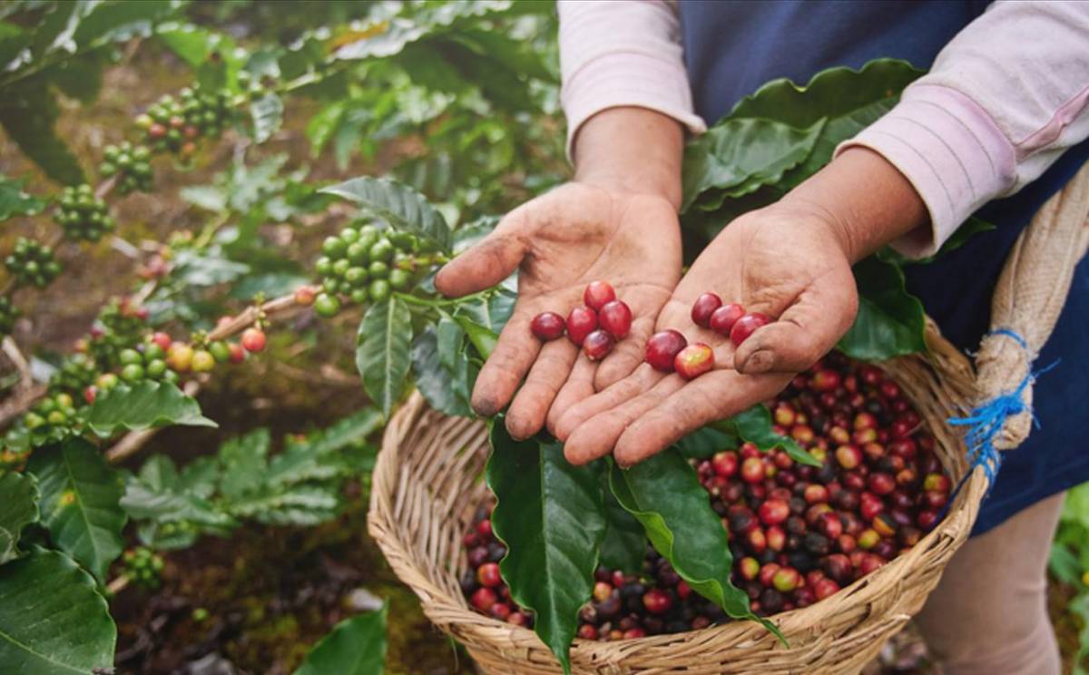 Cafetaleros de Honduras están preocupados por lentitud en certificación ambiental