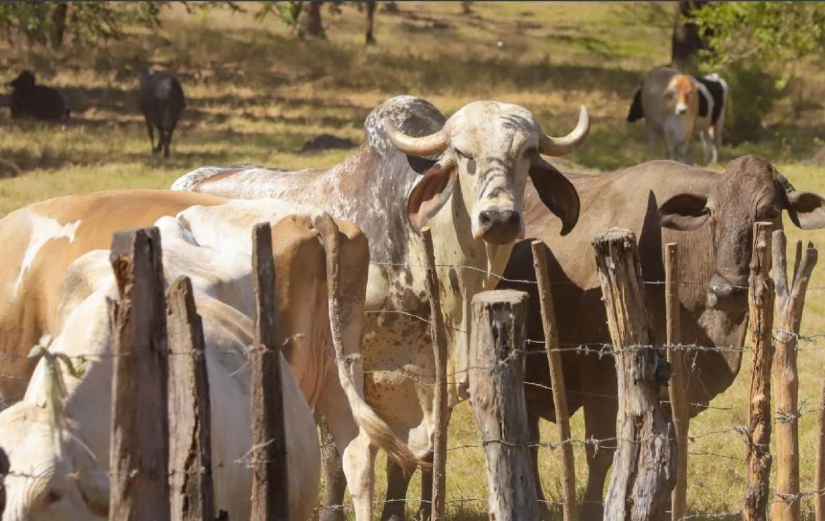 Gusano barrenador afecta a personas en Centroamérica