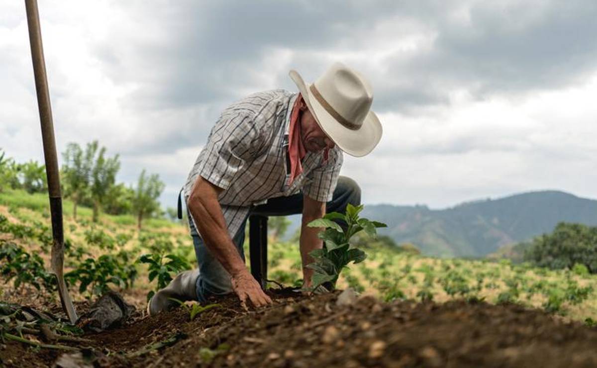 <i>Guatemala prepara medidas para reforzar el almacenamiento y la conservación de alimentos de cara a 2027. andresr / Getty Images</i>