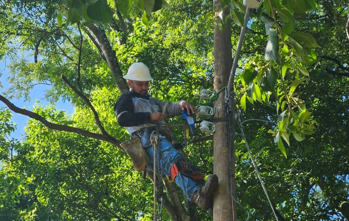 Trabajan en reducir riesgo de muerte por electrocutación de monos, perezoso y ardillas