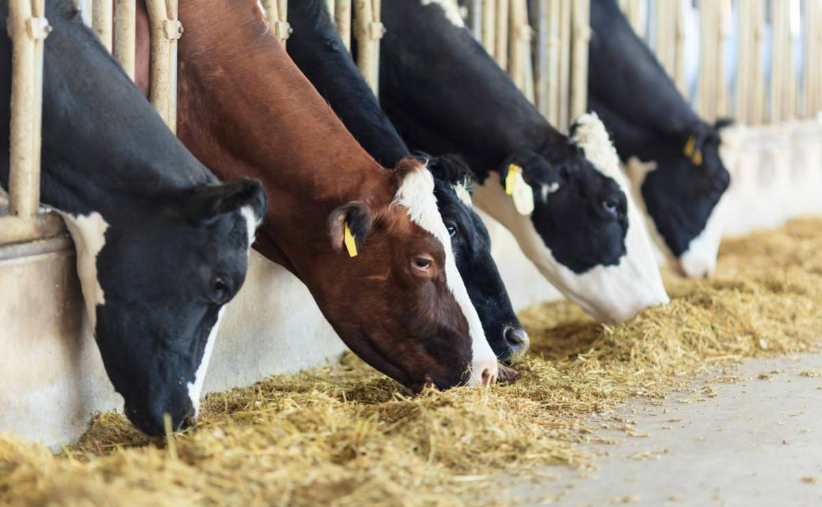<i>Panamá fue ratificado por la Organización Mundial de Sanidad Animal (OMSA) como un país de riesgo insignificante frente a la enfermedad conocida como vacas locas. Foto de iStock</i>
