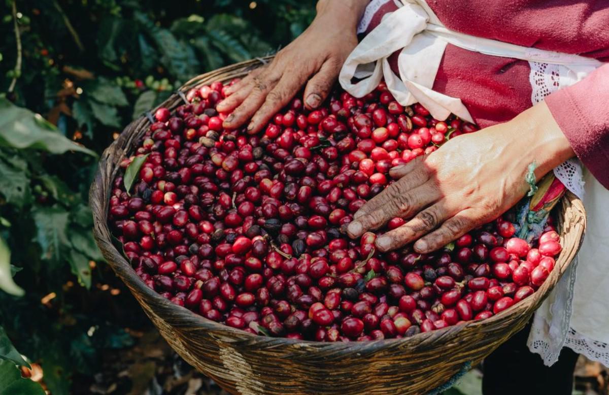 El Salvador con nueva ley del café que establece precios de referencia y regula permisos de exportación