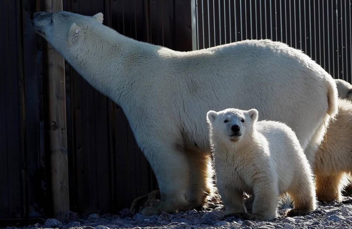 Nace en Brasil el primer oso polar de América Latina