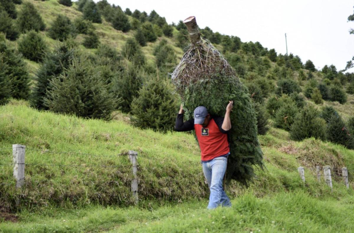 Guatemala protege su pinabete, árbol nativo amenazado por la Navidad
