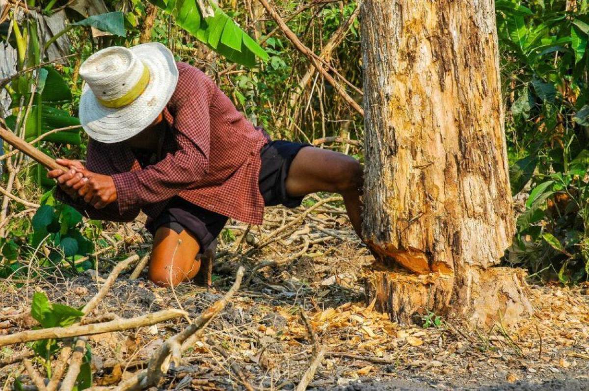 UE exime a Latinoamérica de su lista contra las exportaciones que generan deforestación