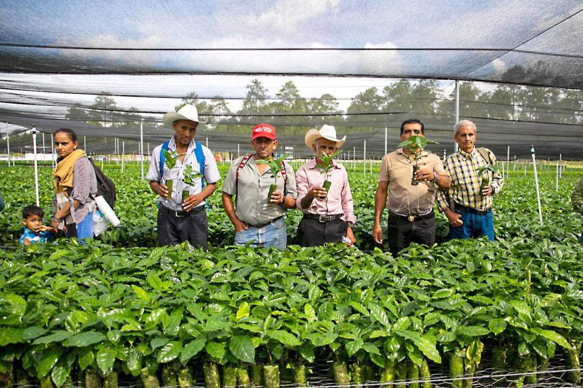 Programa AgroBosques ha distribuido 6,7 millones de plántulas de café en Honduras