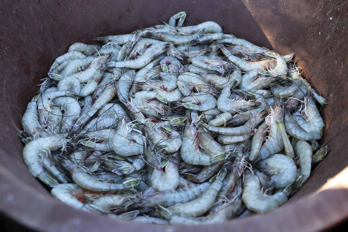 Honduras exportará camarón y peces a Corea del Sur tras 10 años de tratado comercial