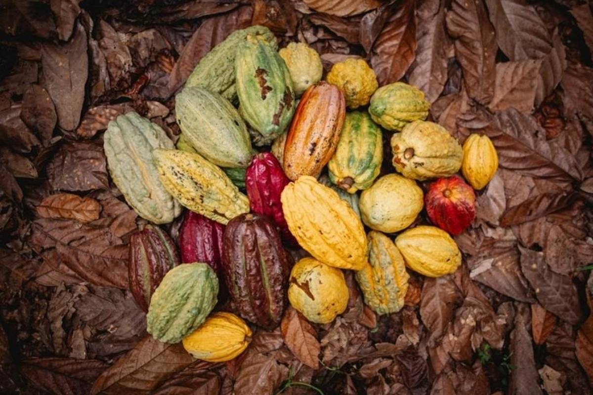 Mapean e investigan plantas de cacao para proteger el futuro del chocolate