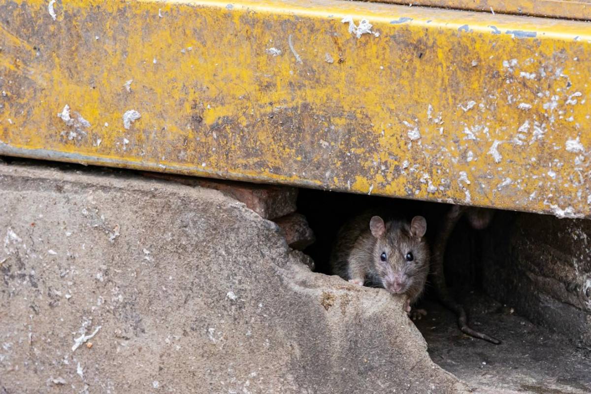 ¿Por qué aumenta presencia de ratas en las ciudades?