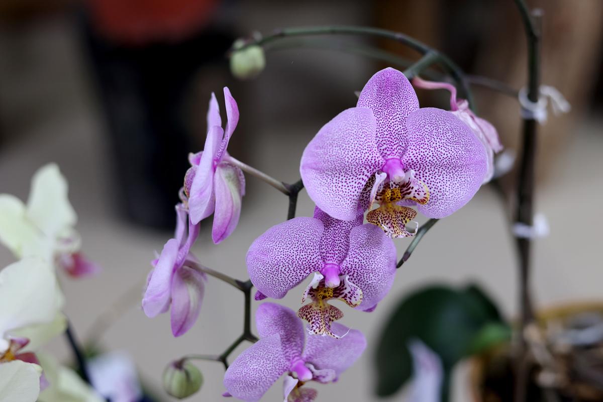 Búsqueda de la orquídea ideal, certamen de belleza entre 900 plantas en Panamá