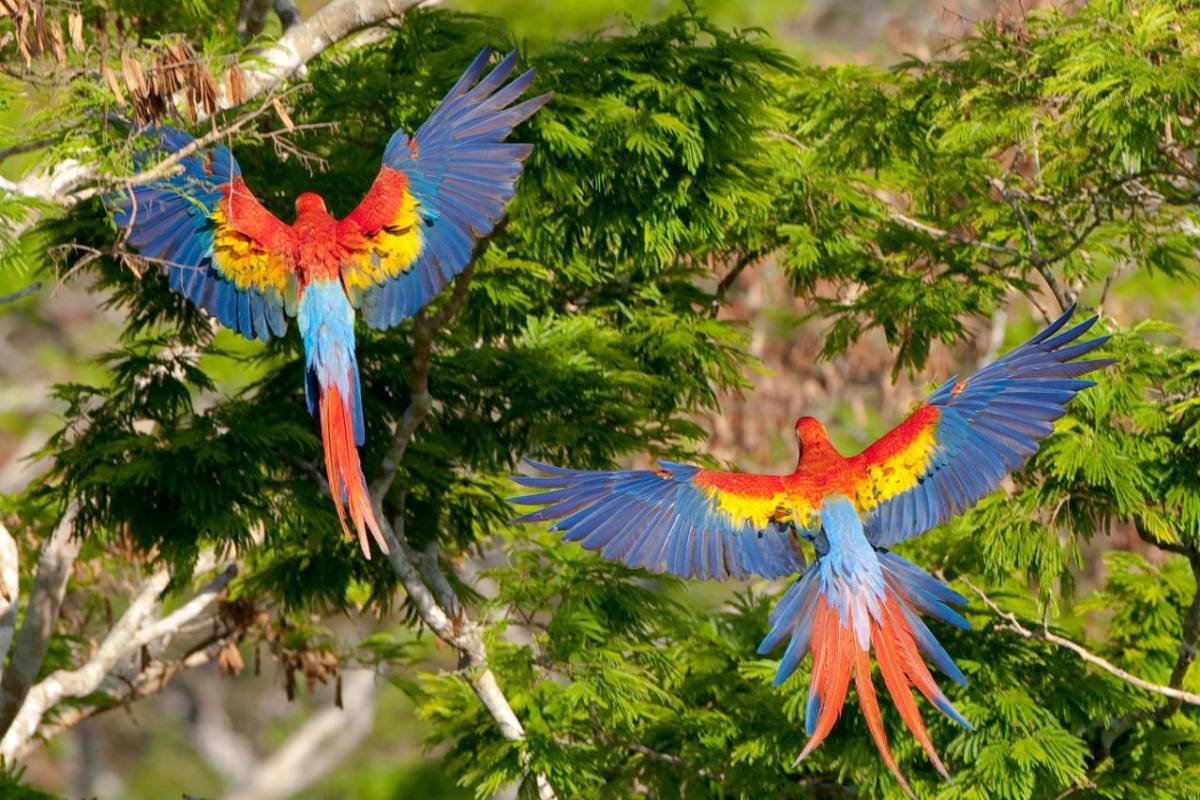 Renuevan convenio para la conservación de la Reserva de Biósfera Maya