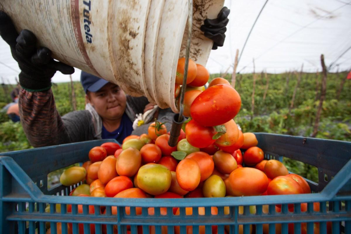 México fija precios mínimos de exportación para el tomate fresco