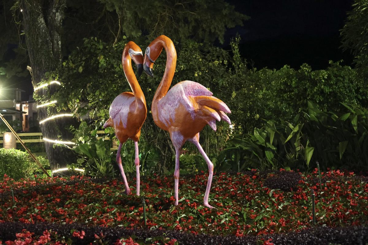 Miles de flores y café más caro del mundo engalanan poblado en montañas de Panamá