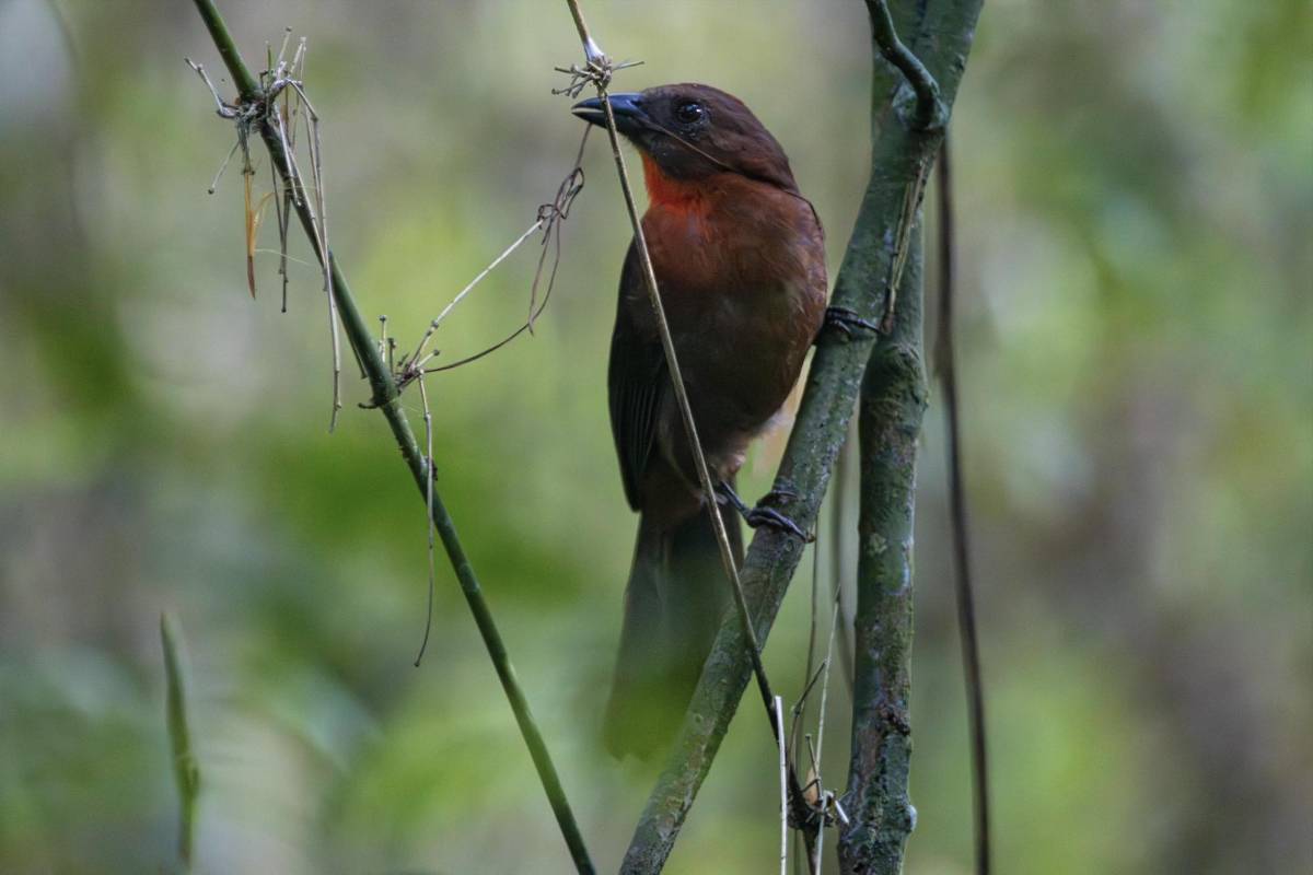 Los Cinco Grandes Bosques de Mesoamérica son reconocidos como refugio vital para aves migratorias