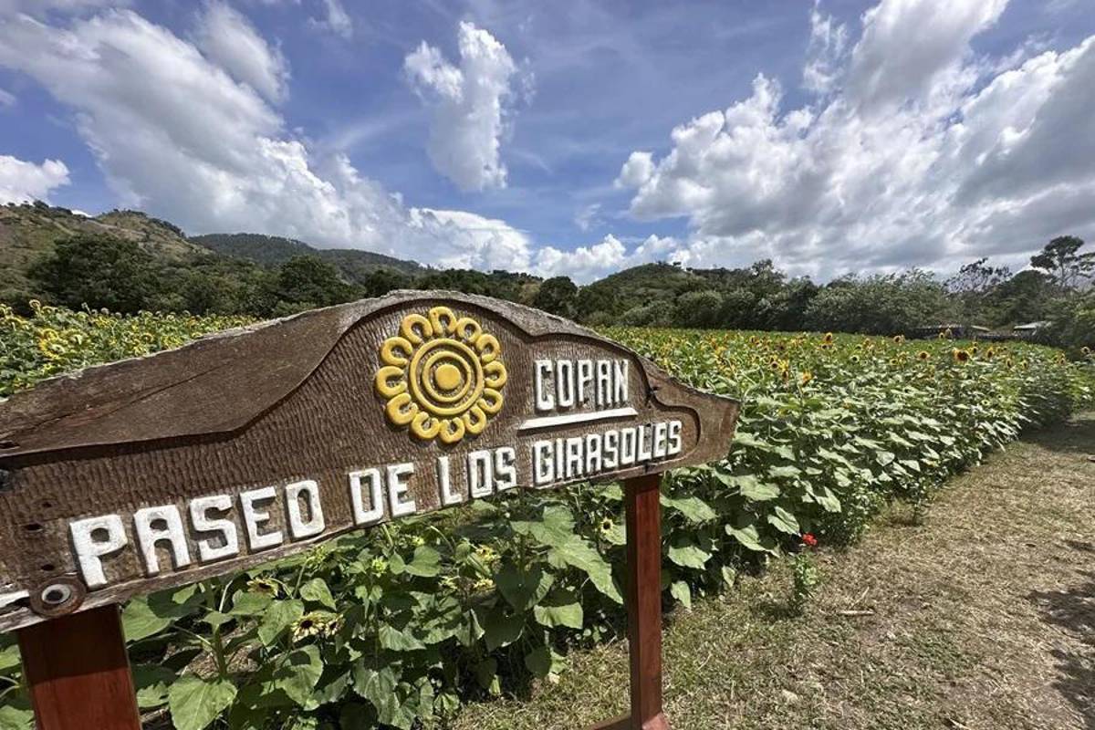 Paseo de los Girasoles nació en la pandemia y hoy es un imán turístico en Honduras
