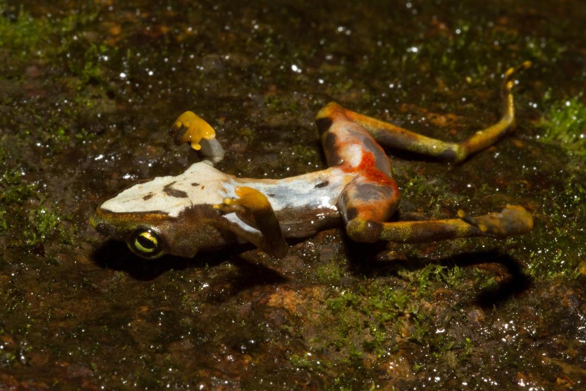 Descubren una vía para identificar refugios para ranas en extinción en Panamá
