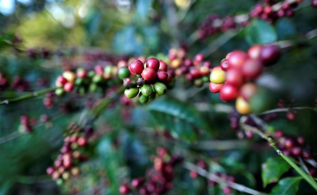<i>El mercado europeo se consolida como el principal comprador del café hondureño al adquirir el 52 % de la producción exportada, seguido por Norteamérica, con el 42 %. FOTO ARCHIVO E&amp;N</i>