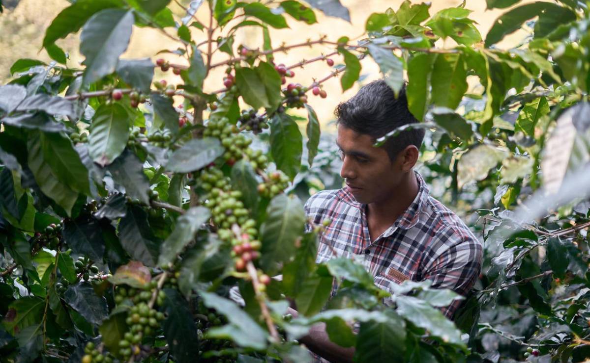 <i>Para el ciclo 2026-2027, el BCN proyecta un precio de US$294 por quintal, una referencia que podría contribuir al desempeño comercial del producto, cuya demanda se extiende a 55 países. Foto de iStock</i>