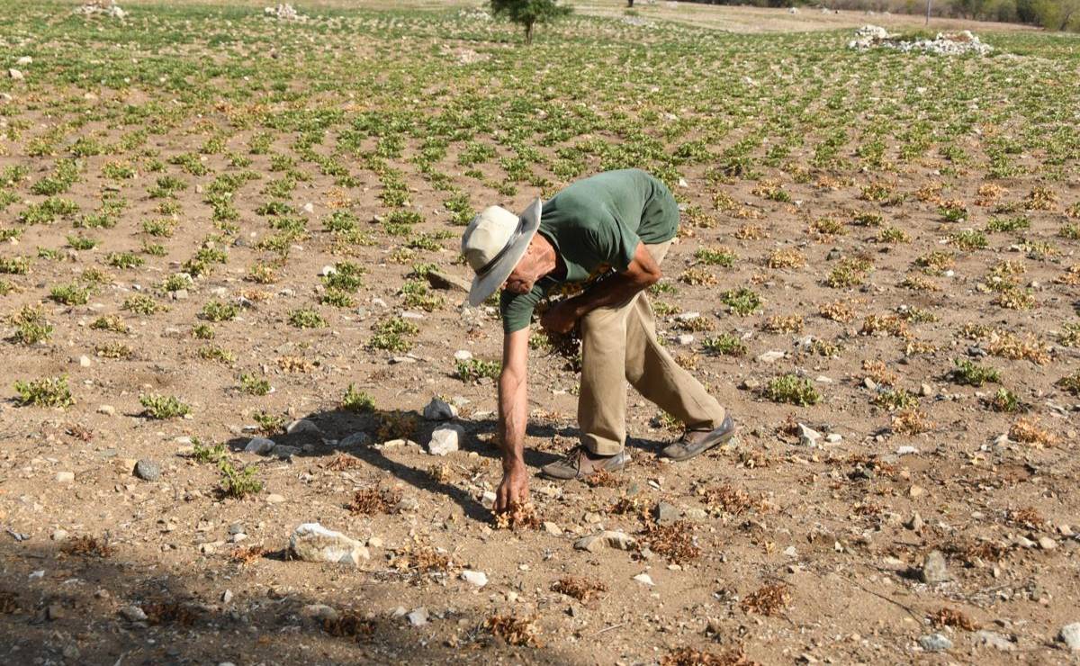 <i>Felícito Marroquín recogiendo manía (maní) de una cosecha perdida debido a la sequía en El Jícaro (Guatemala). EFE/ Alex Cruz</i>