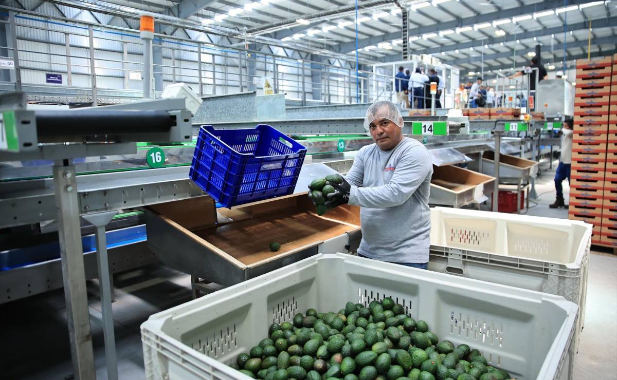 <i>El crecimiento esperado responde al interés de los agricultores por ampliar la producción de aguacate Hass y al comportamiento favorable del mercado internacional. Foto de archivo</i>