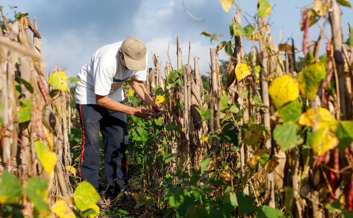 <i>En partes de Centroamérica, el Caribe y el norte de Sudamérica, sus efectos empiezan a superponerse a una situación ya marcada por pérdidas de cosechas, escasez de agua e inseguridad alimentaria. Foto de cortesía</i>