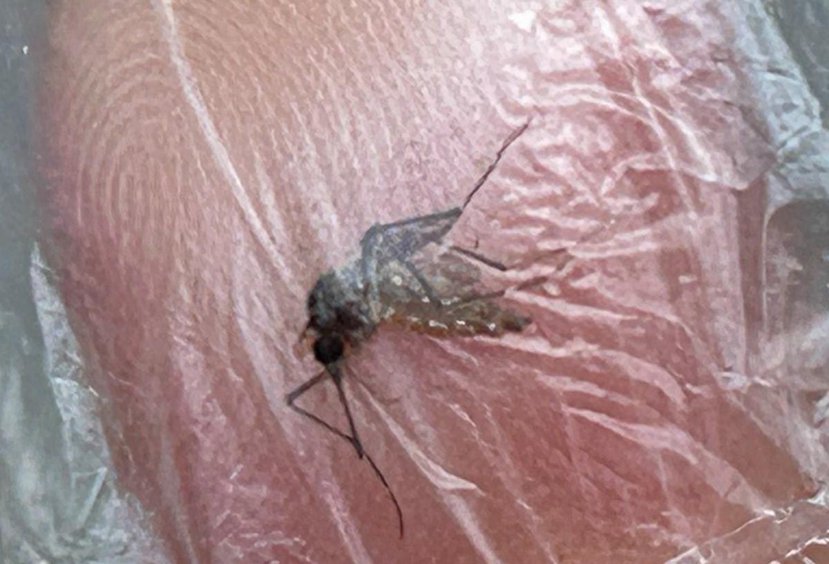 Guatemala bajo alerta por dengue