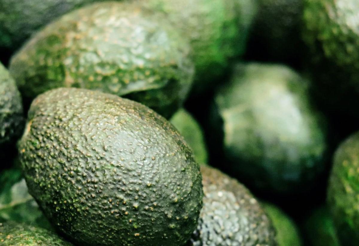 Aguacate guatemalteco hass llegaría pronto a mesas estadounidenses