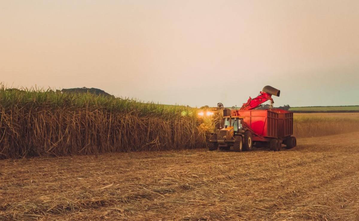 <i>Plantación de la cosecha de caña de azúcar en Brasil. FOTO Andree_Nery/istock</i>