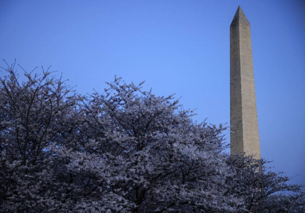 Los cerezos de Washington florecen antes de tiempo por el cambio climático
