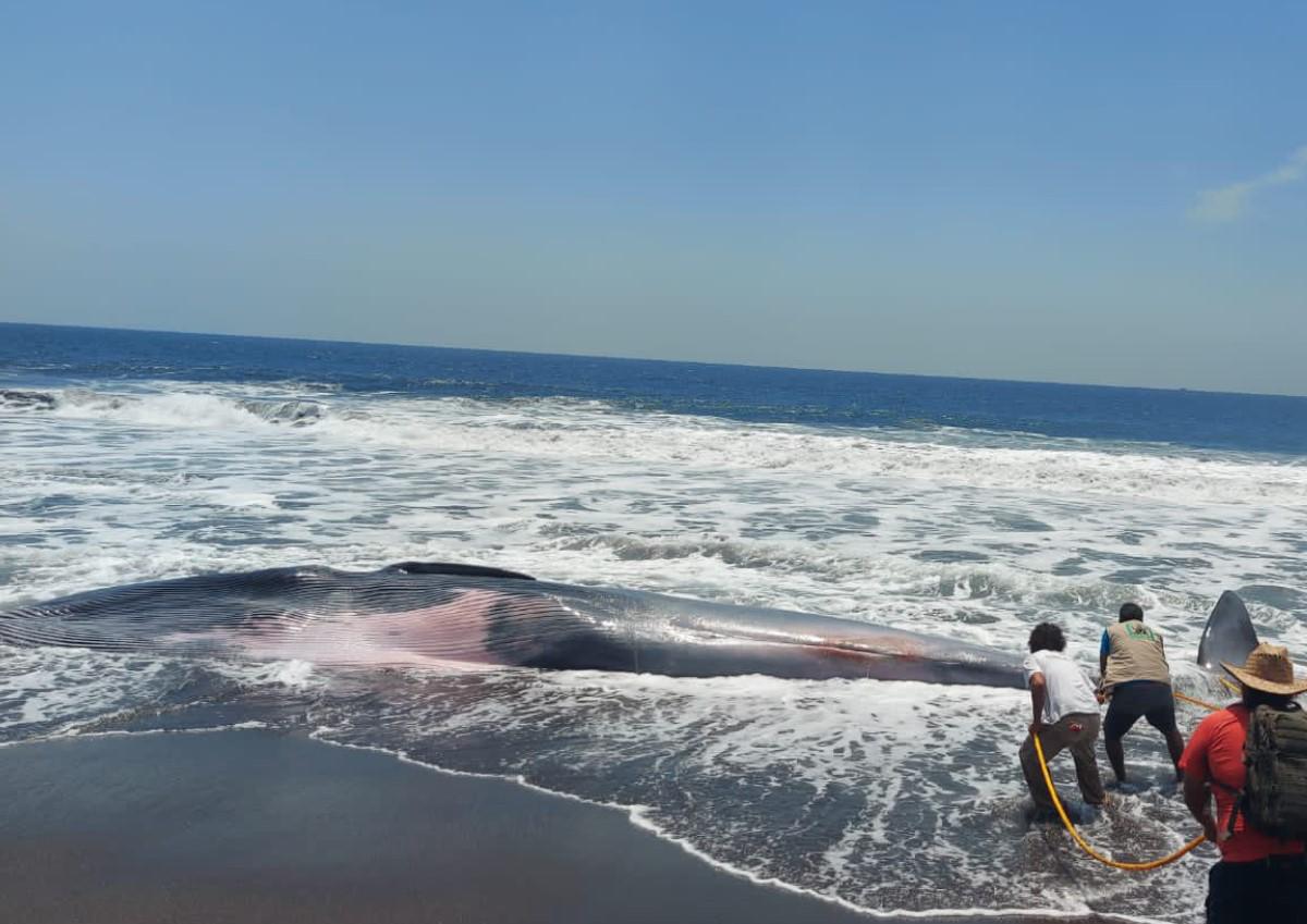 Hallan muerta una ballena de 13 metros en playa pacífica de Guatemala
