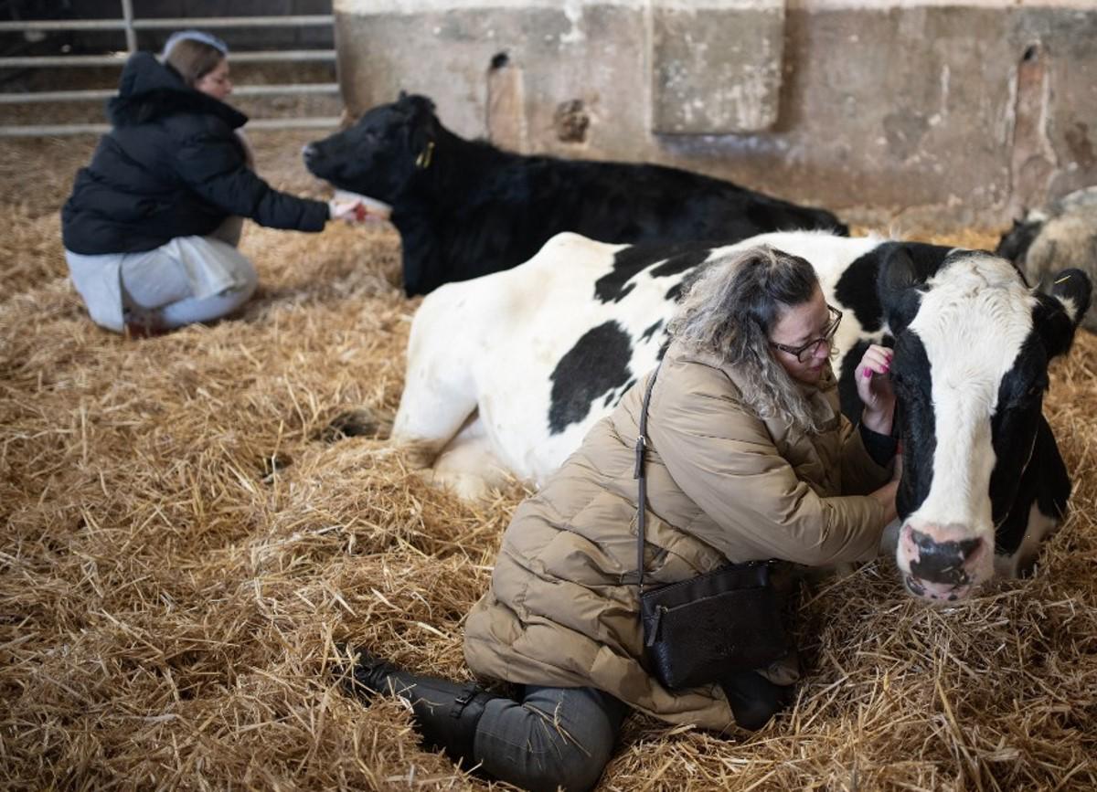 Contra el estrés, ganaderos ofrecen sesiones de caricias a sus vacas