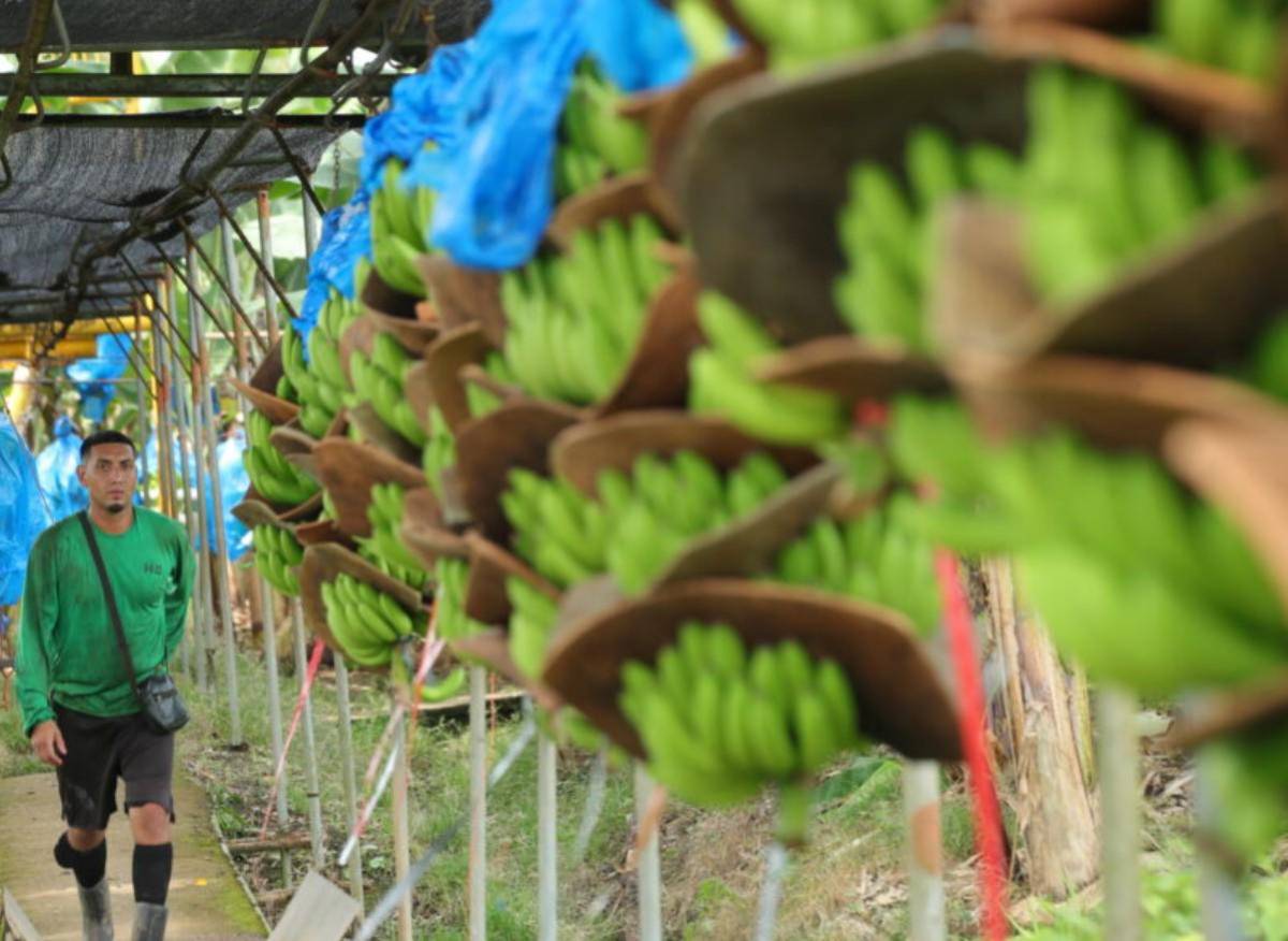 'Banano de Costa Rica' se presenta como emblema de sostenibilidad y competitividad agrícola