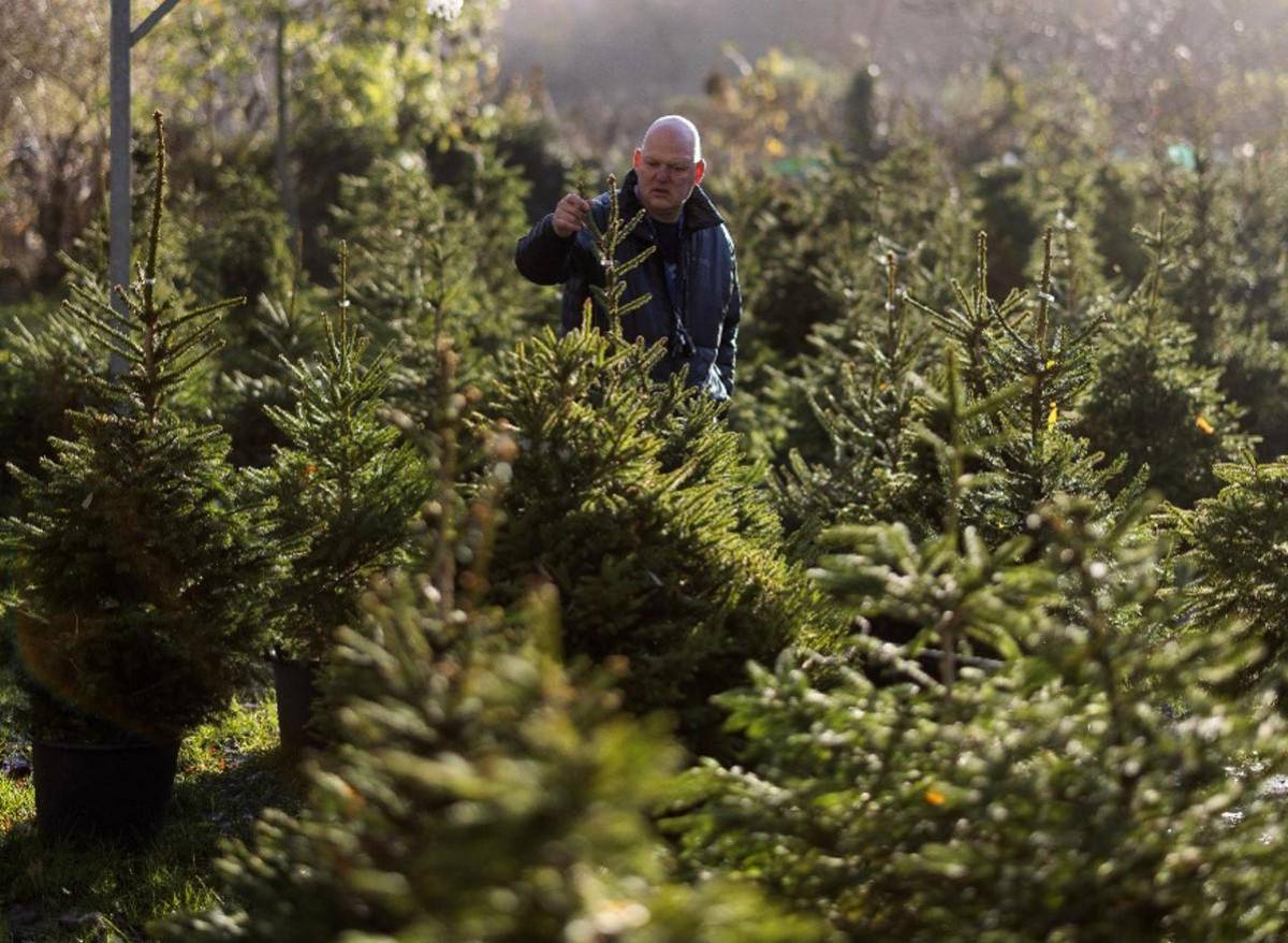 Una navidad ecológica... con árbol alquilado