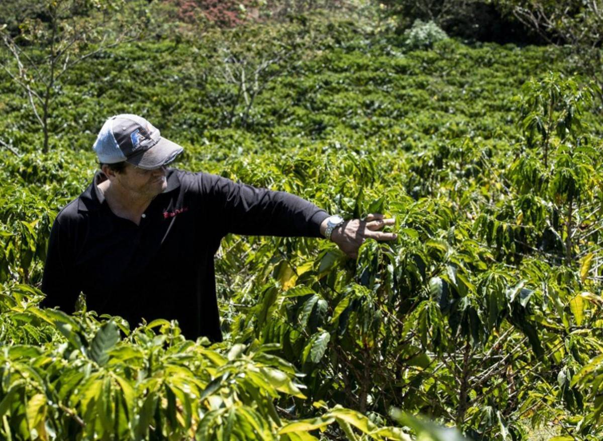 Caficultores de Costa Rica combaten cambio climático con tecnología