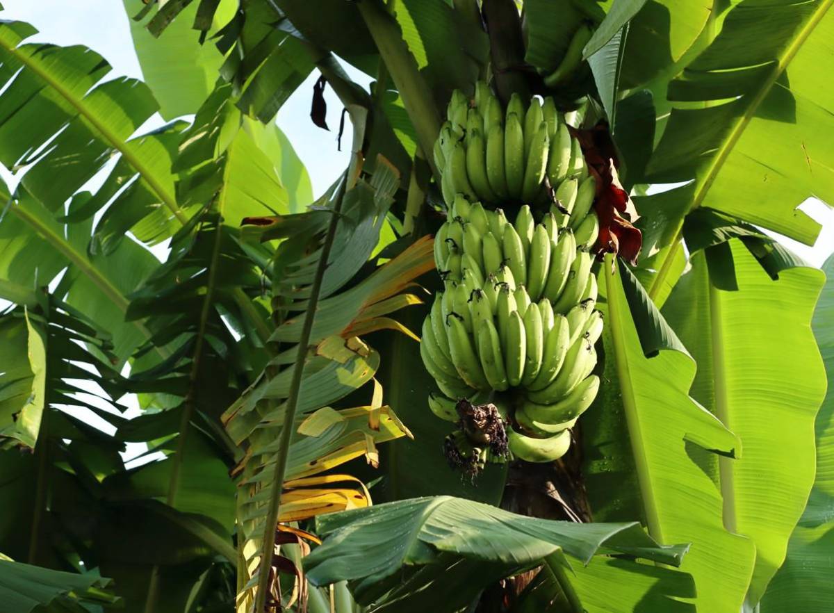 Panamá: valor de la exportación de banano cae a niveles de 2021