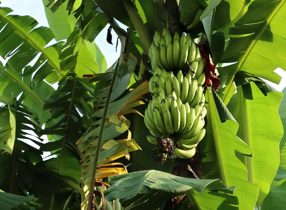 Chiquita retomará exportaciones de banano desde Panamá en diciembre próximo