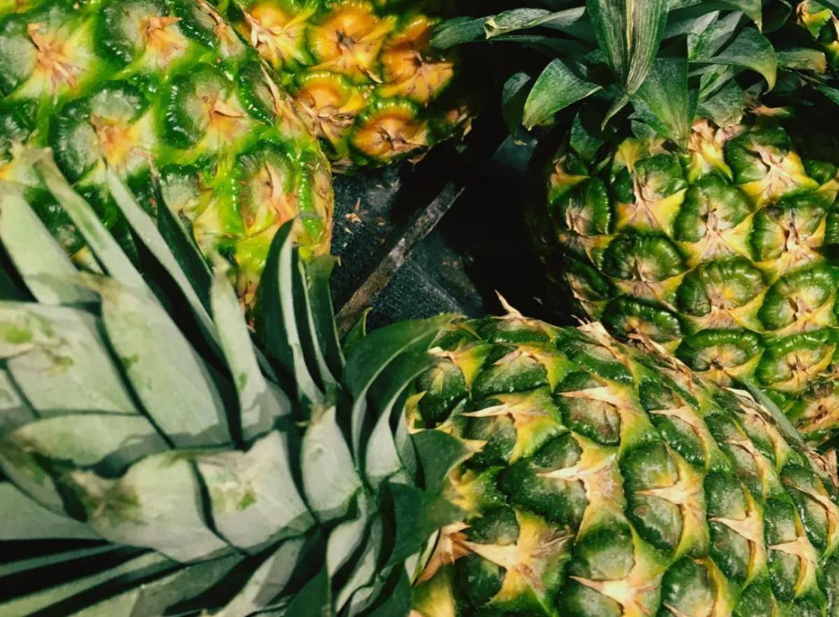 Costa Rica: productores de piña rechazan adhesión del país al Acuerdo Transpacífico
